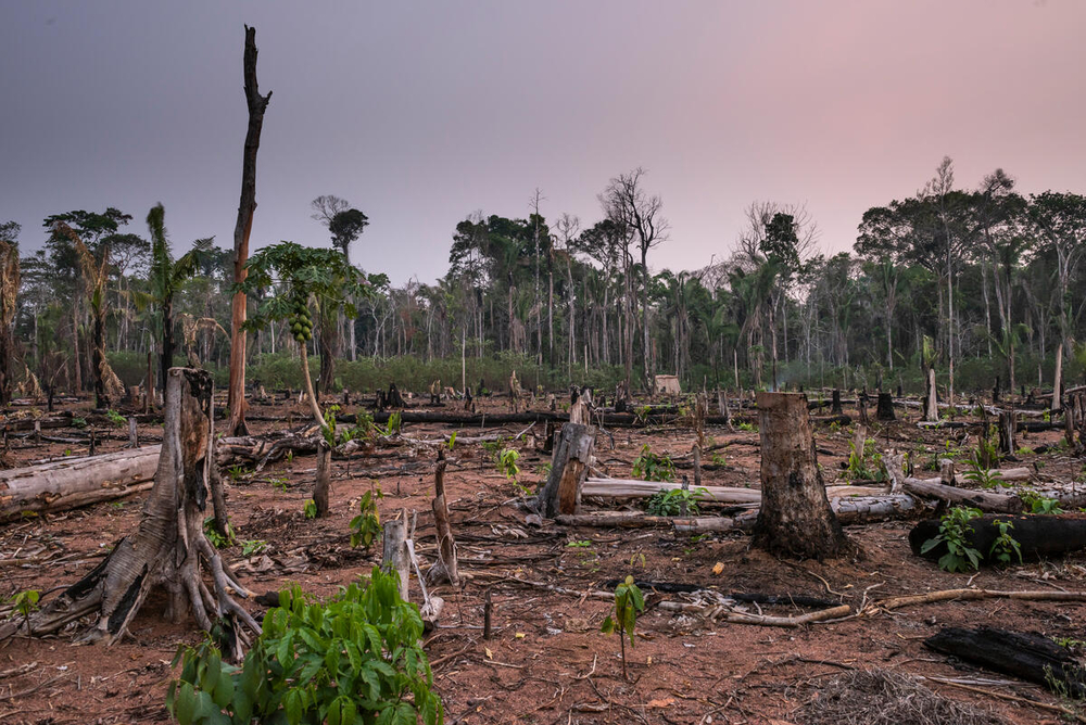 deforestación