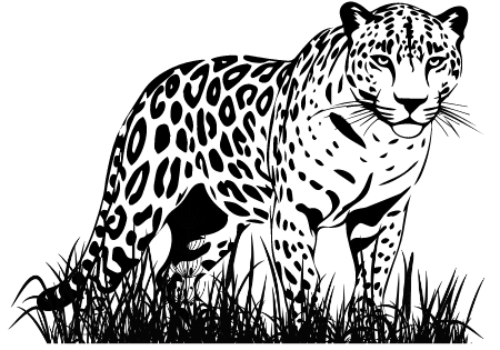 jaguar